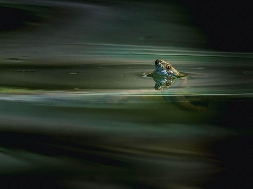 Photograph by Gergely Janovszky