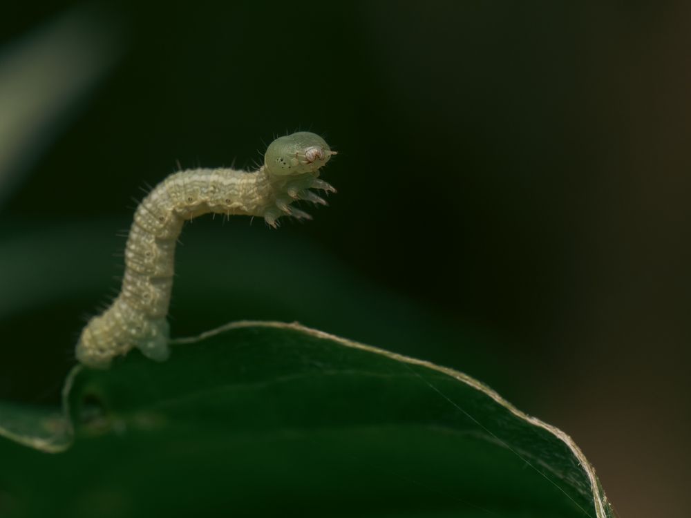 Photograph by Gergely Janovszky