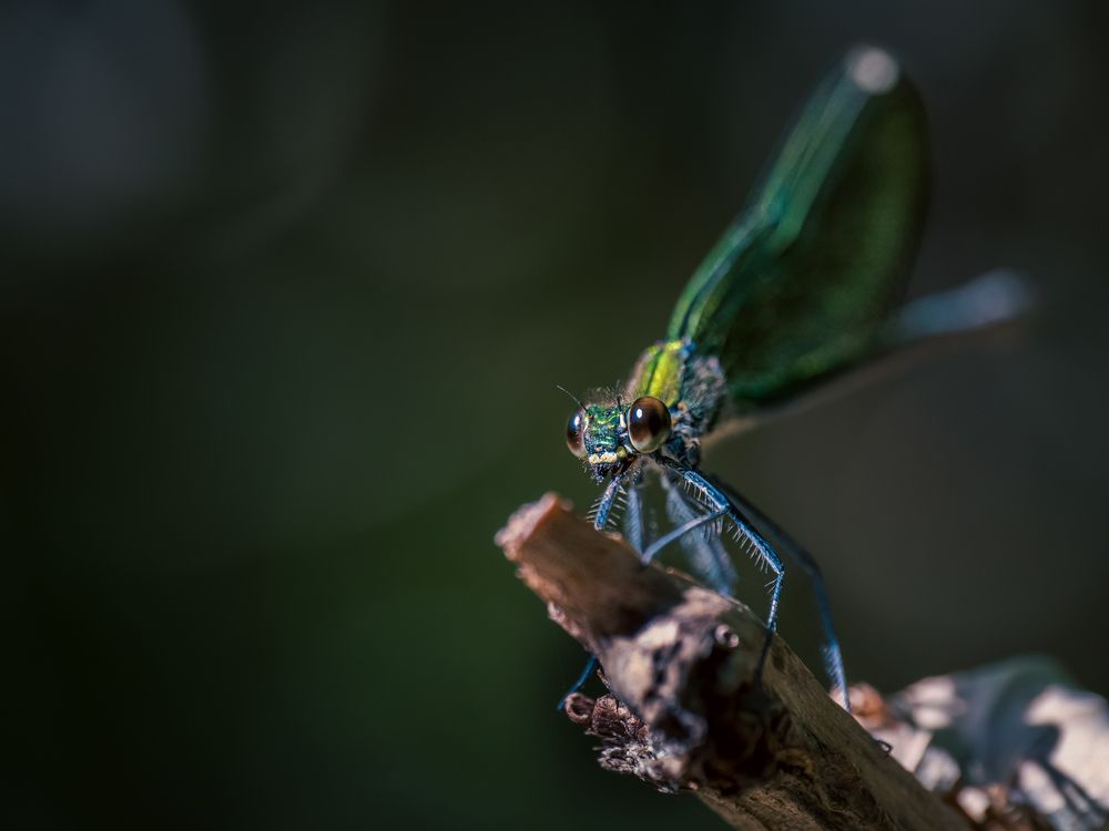 Photograph by Gergely Janovszky