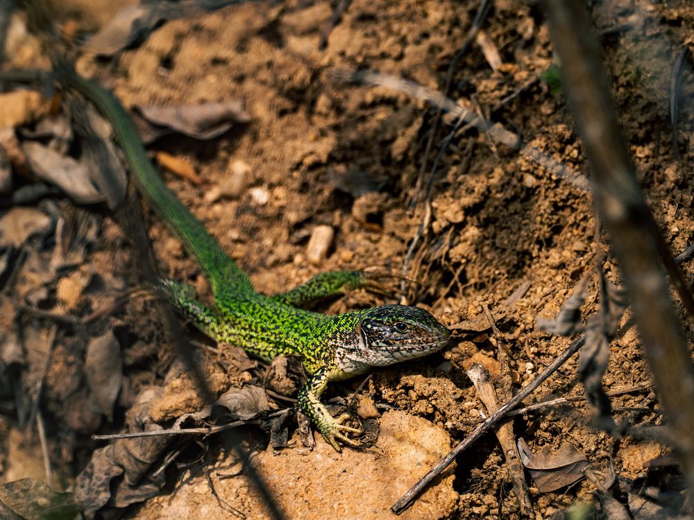 Photograph by Gergely Janovszky