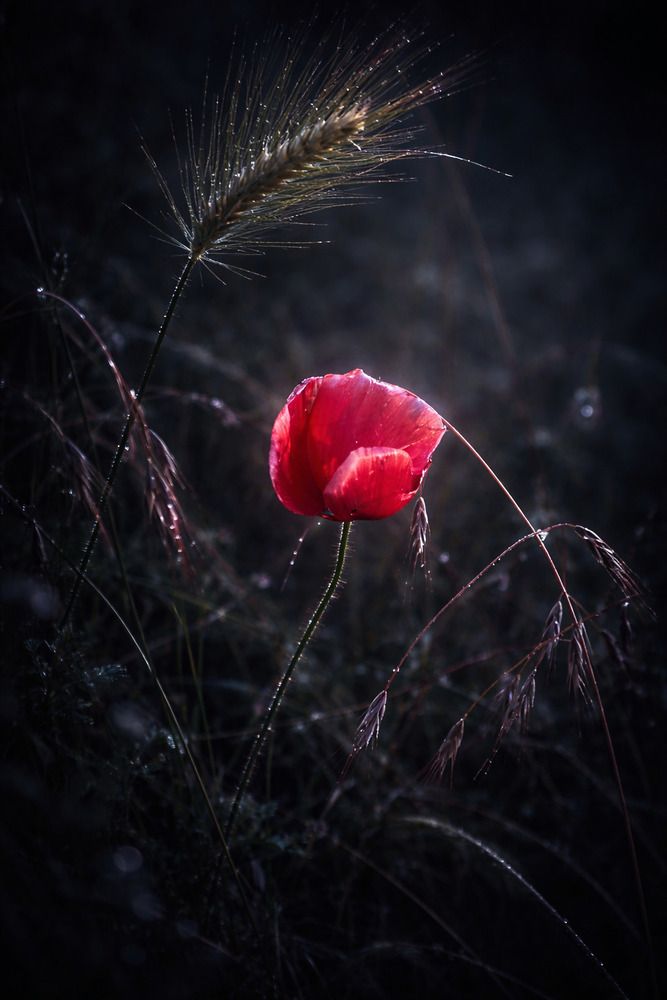 Photograph by Vesi Petrova