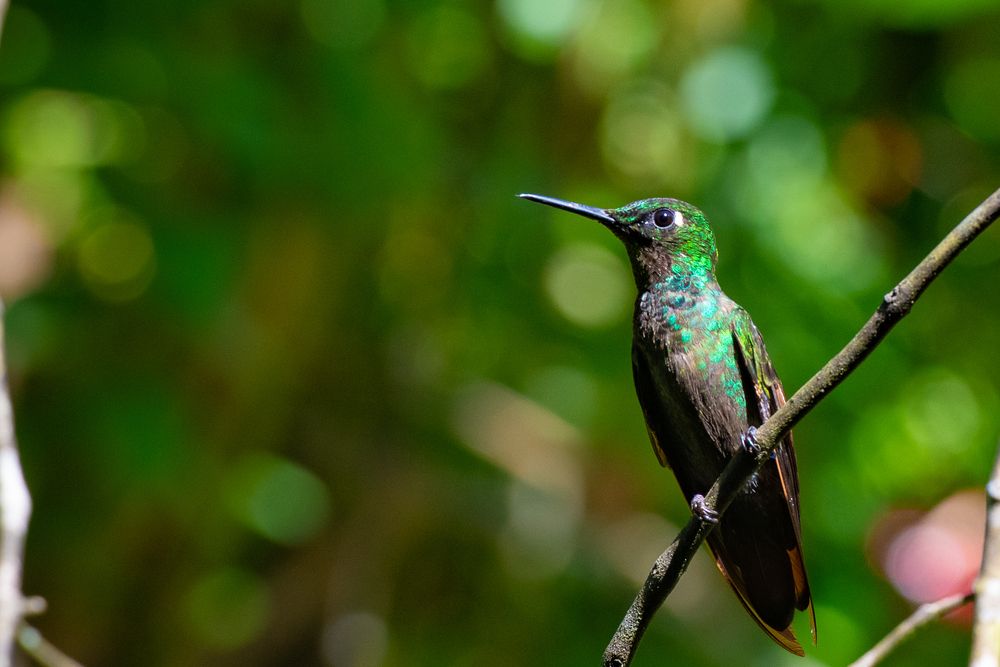 Photograph by Valmir Fernando da Silva