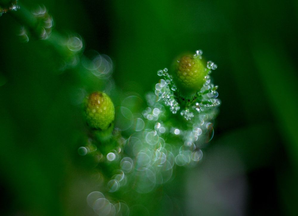Photograph by Олег Красиков