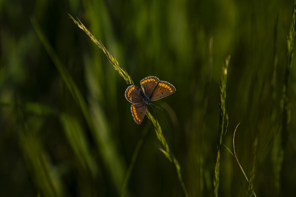 Photograph by Rustem Muraxas
