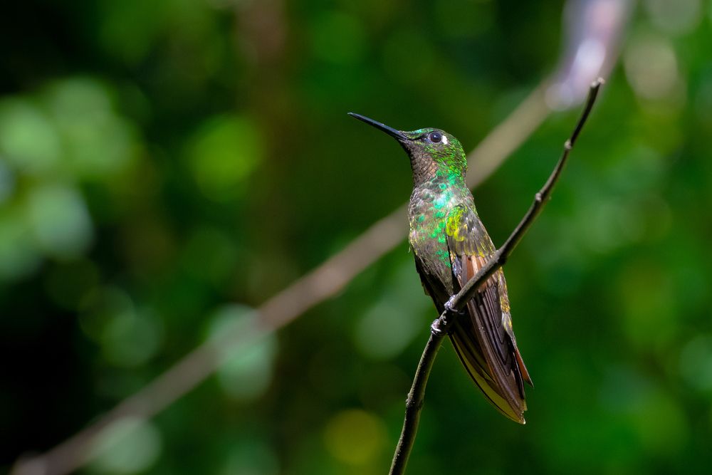 Photograph by Valmir Fernando da Silva