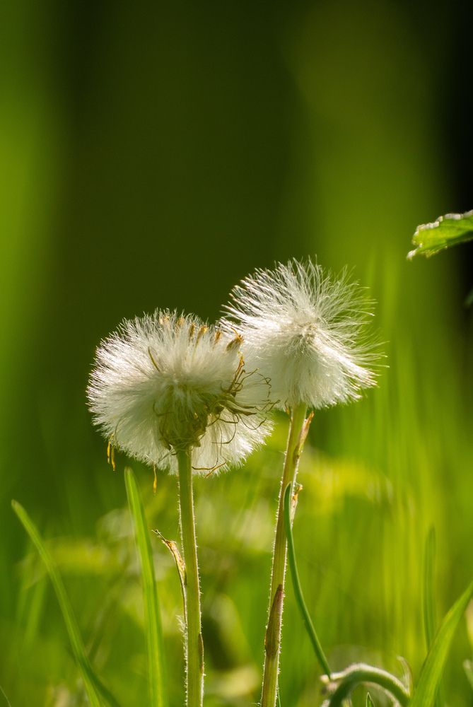 Photo #13647963