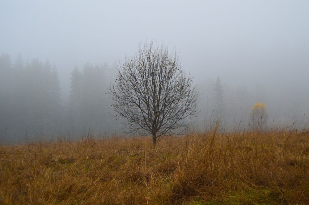 Photo #13648091