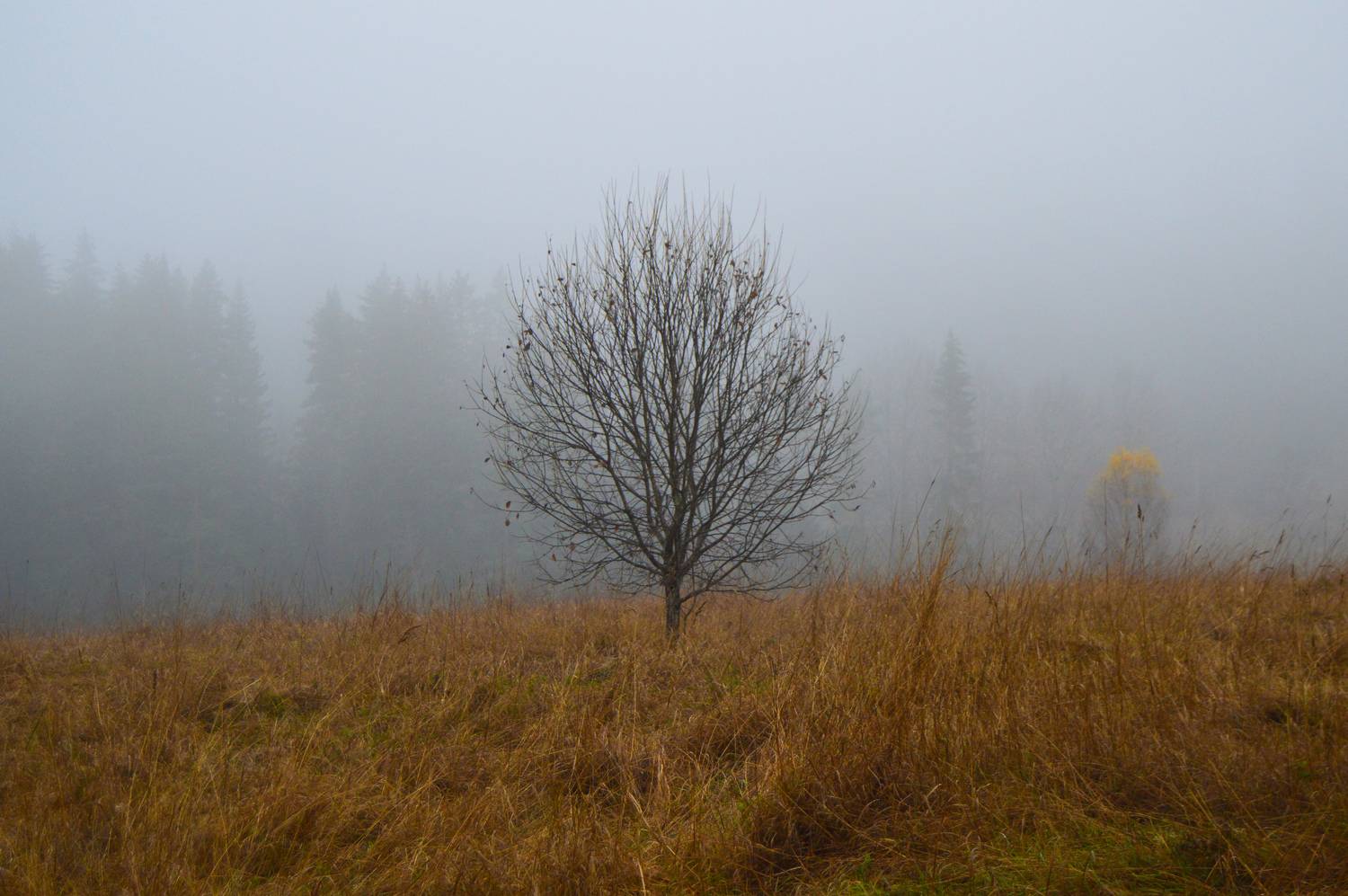 Photo #13648091