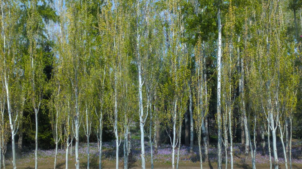 Photograph by Юлия Максимова