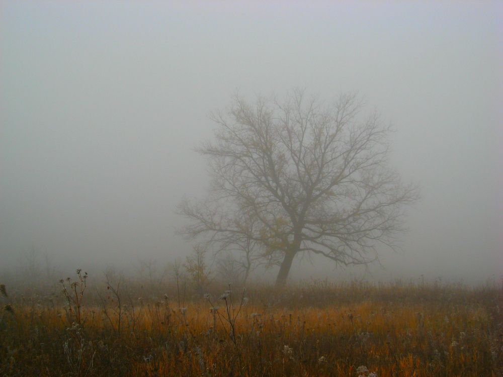 Photograph by Светлана Стрельцова