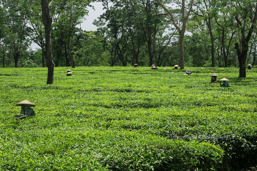 Photograph by Maha Prasad Dutta