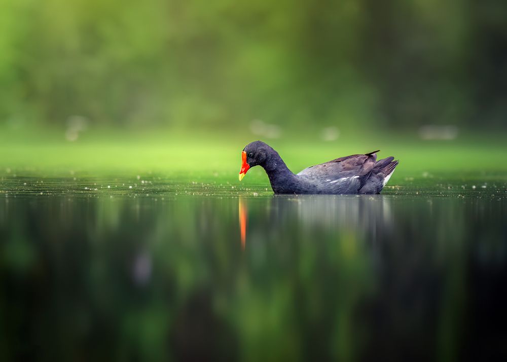 Photograph by Valdir Hobus