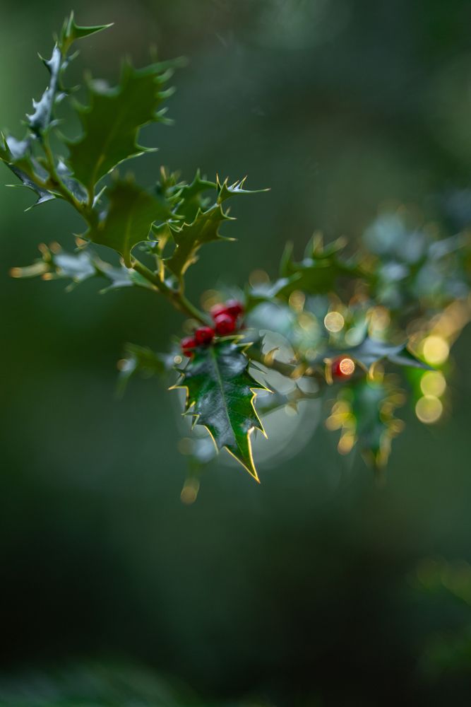 Photograph by Артём Гуцалюк