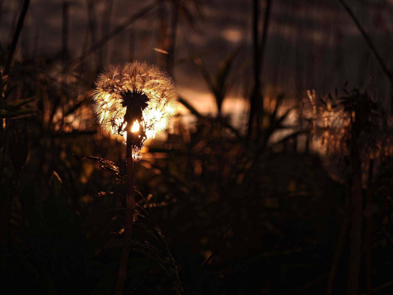 Photo #13648535