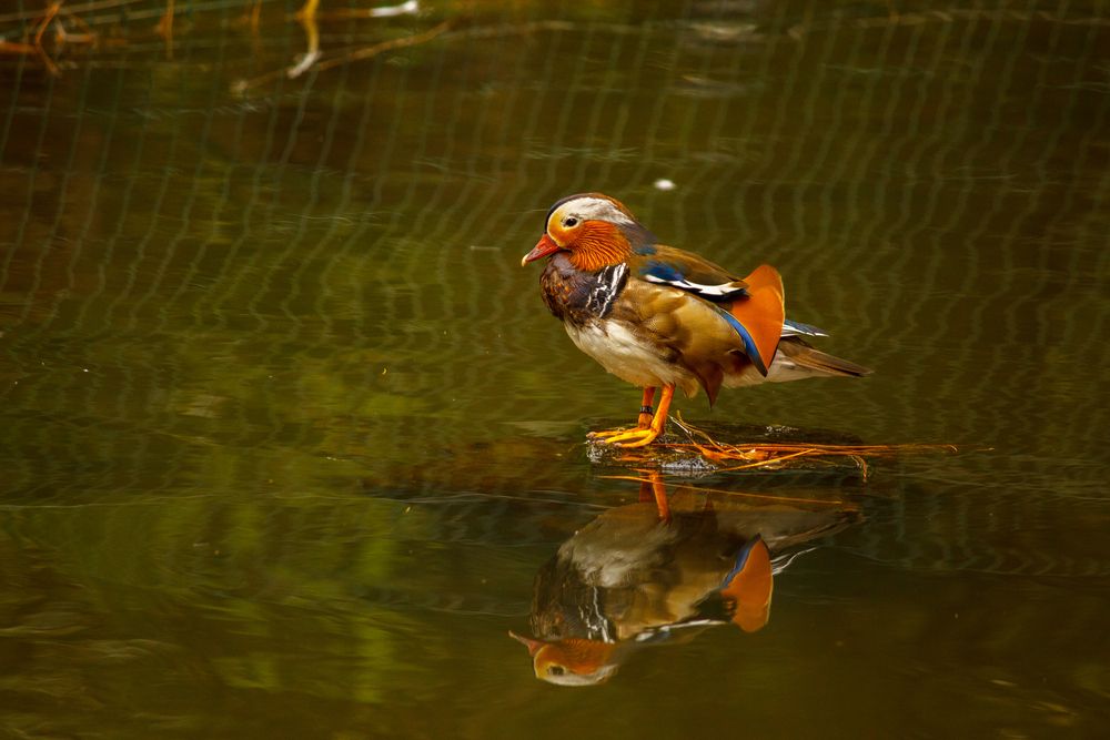 Photograph by Angelina Pirtina