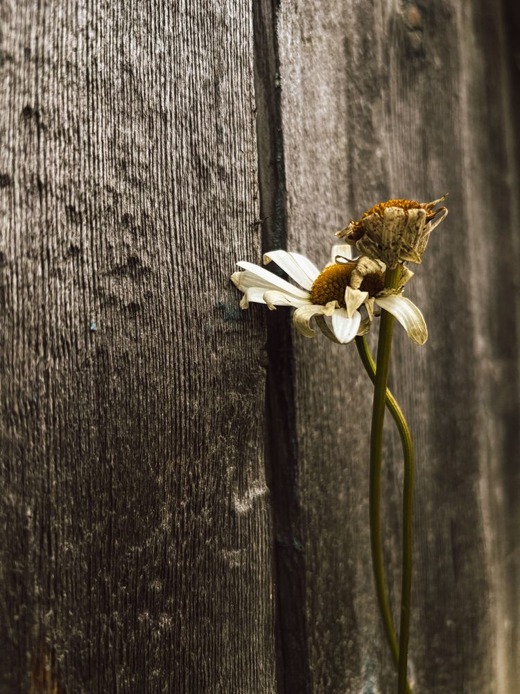 Photograph by Марина Харитонова