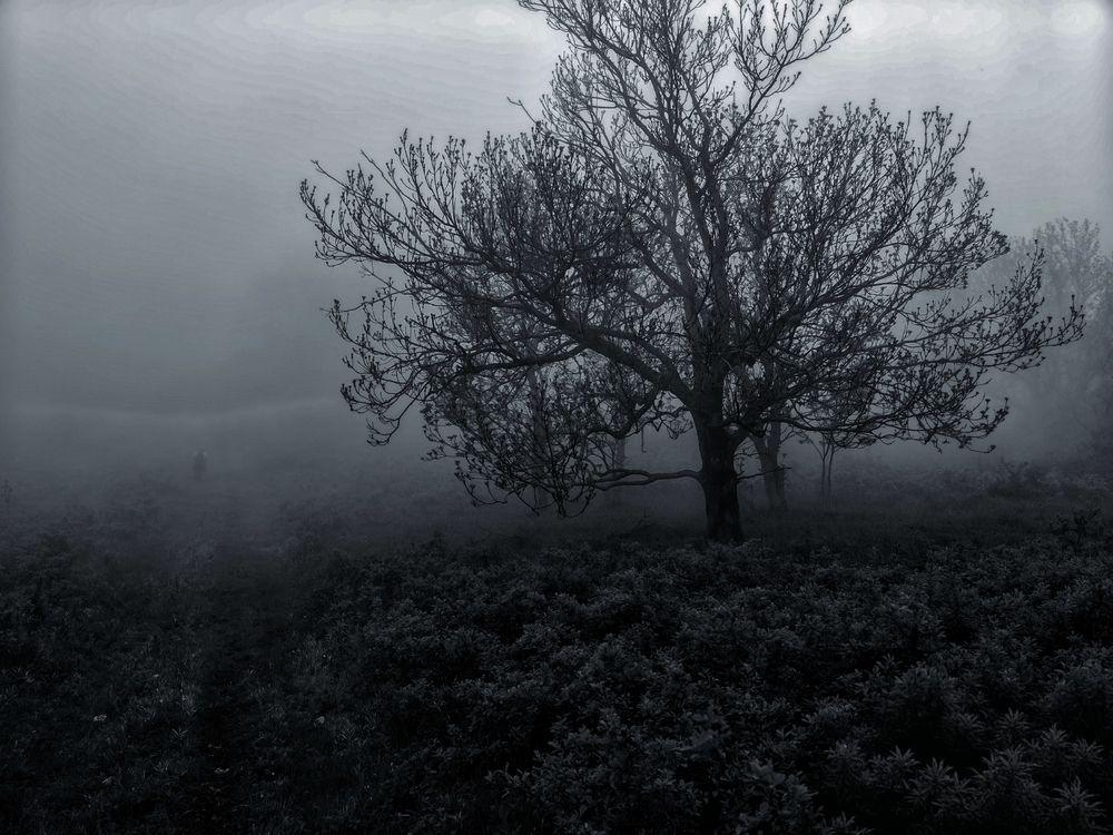 Photograph by Phantom