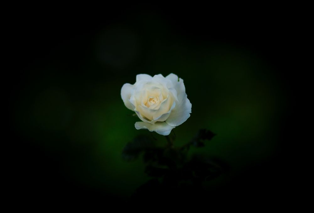 Photograph by Вероника Янина