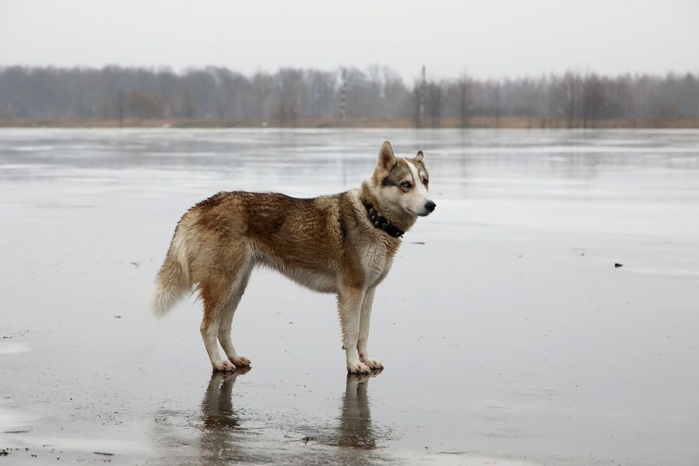 Photograph by Александр Анташкевич