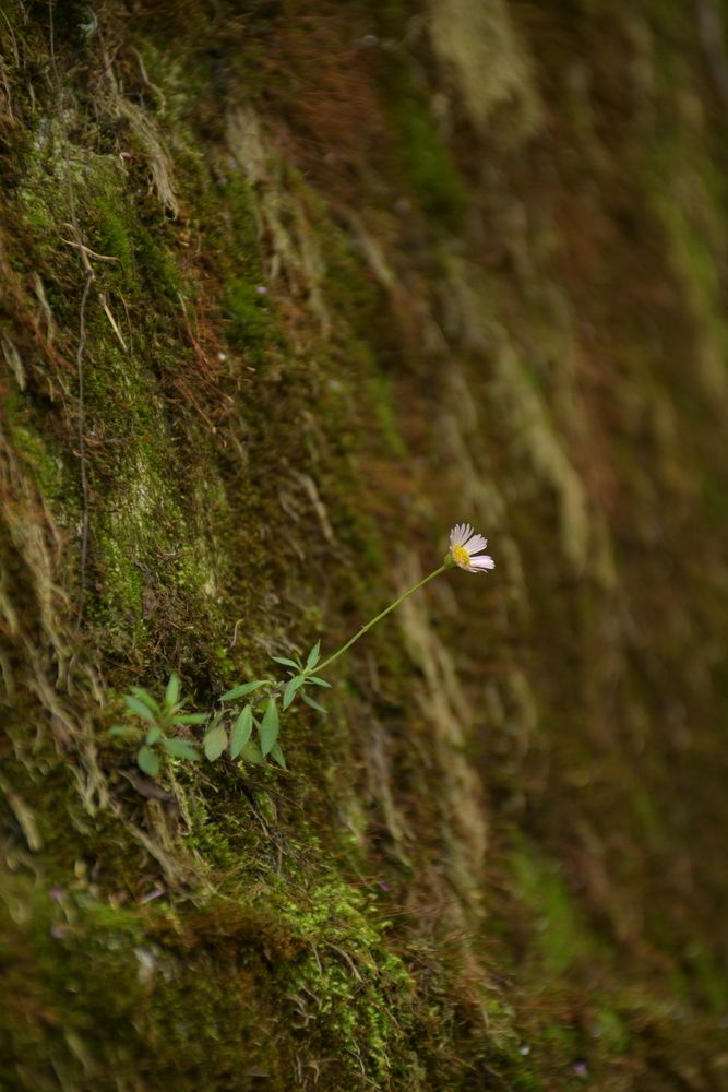 Photograph by Ujjal Kumar Baidya