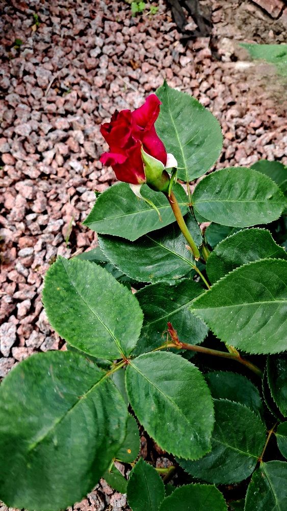 Photograph by Ирина Зиник