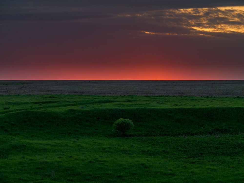 Lonely Tree in Sunset