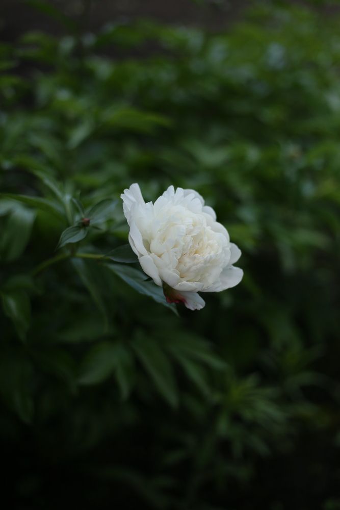 Photograph by Маргарита Парфенюк