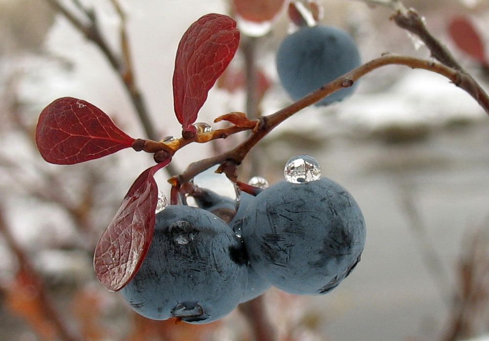 Осенняя голубика.