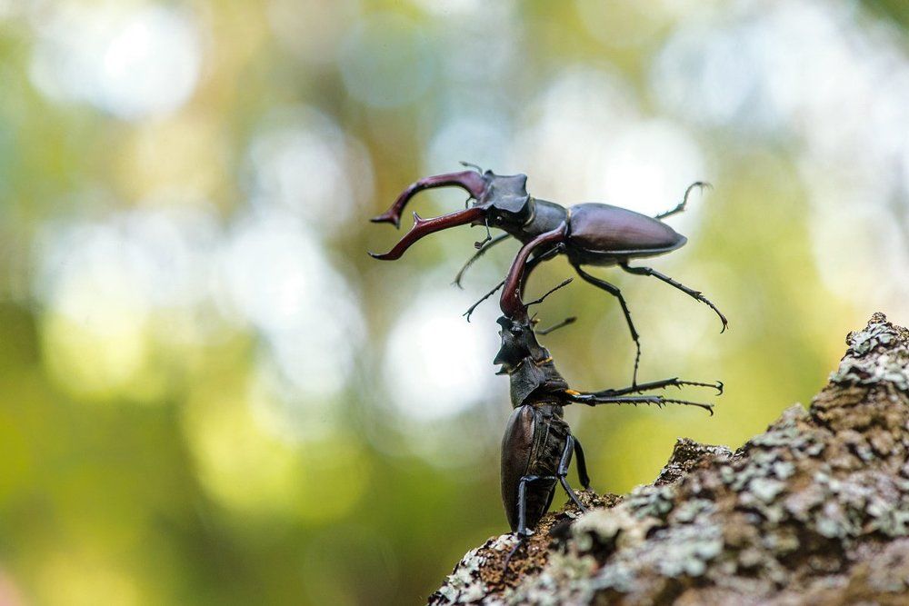 Победный бросок