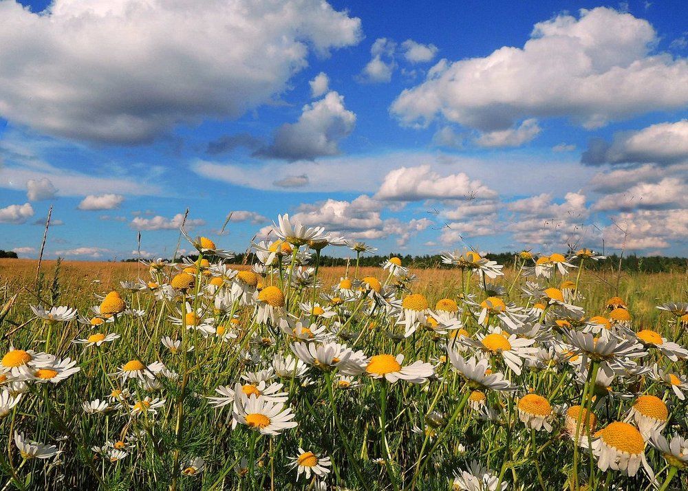 Российские поля.Ромашки