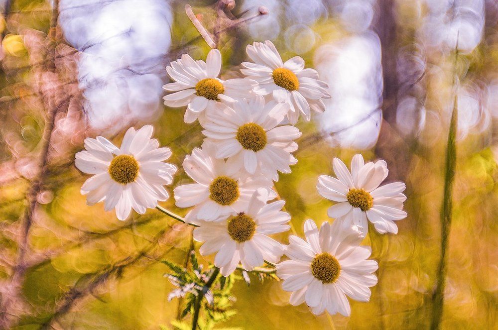 Летние краски