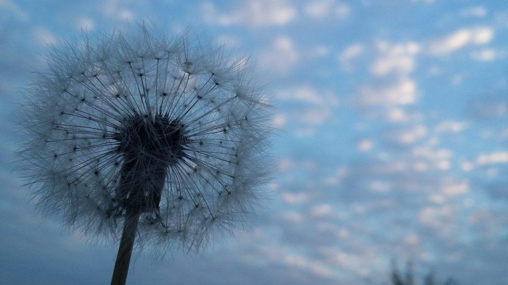 Photo #1366939