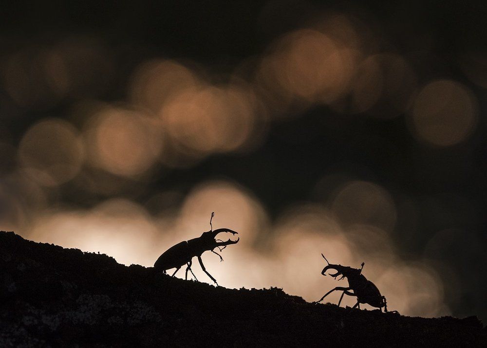 Противостояние