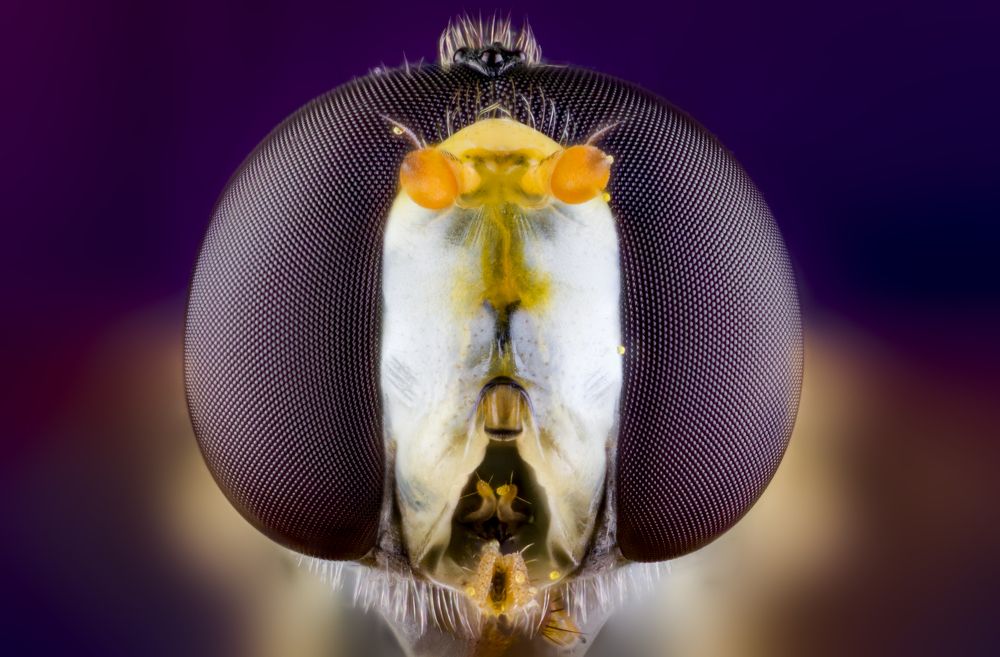 большие глаза маленького мира