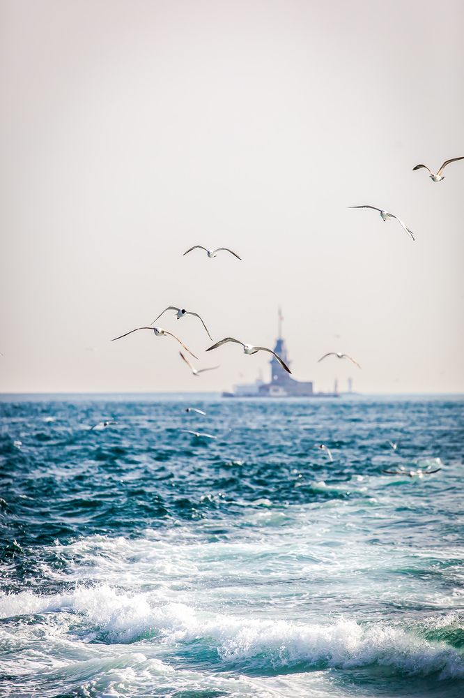 Чайки над Босфором