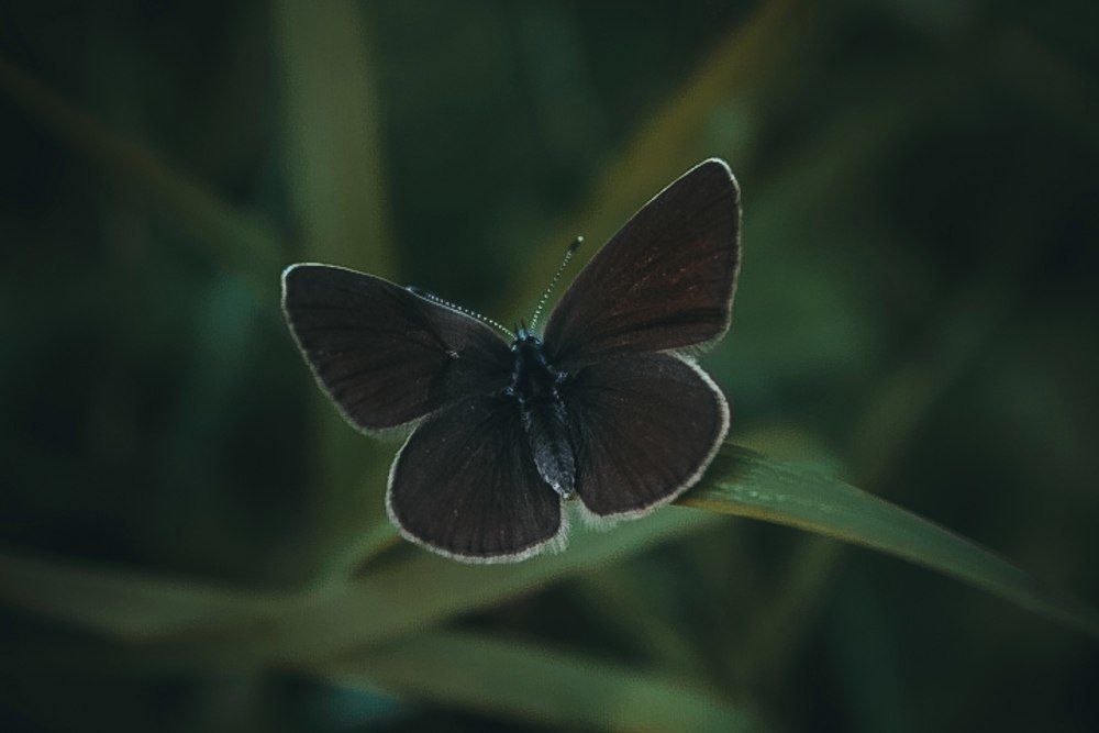 Красивая бабочка.