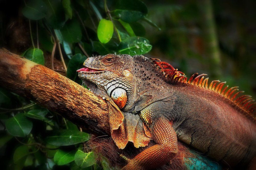 Ленивый от природы