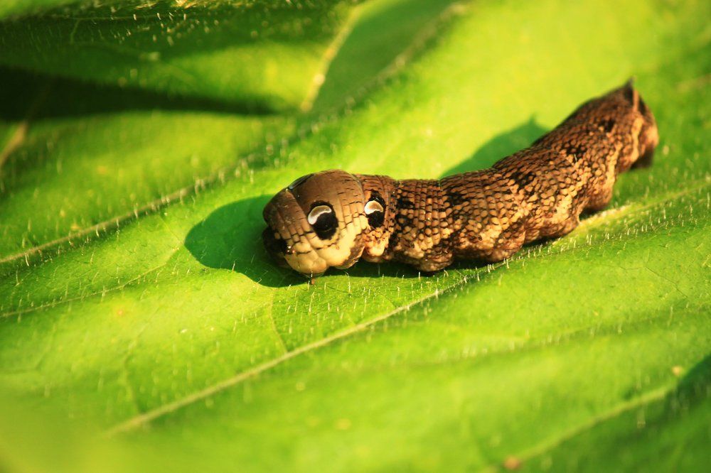 Гусеница винного бражника