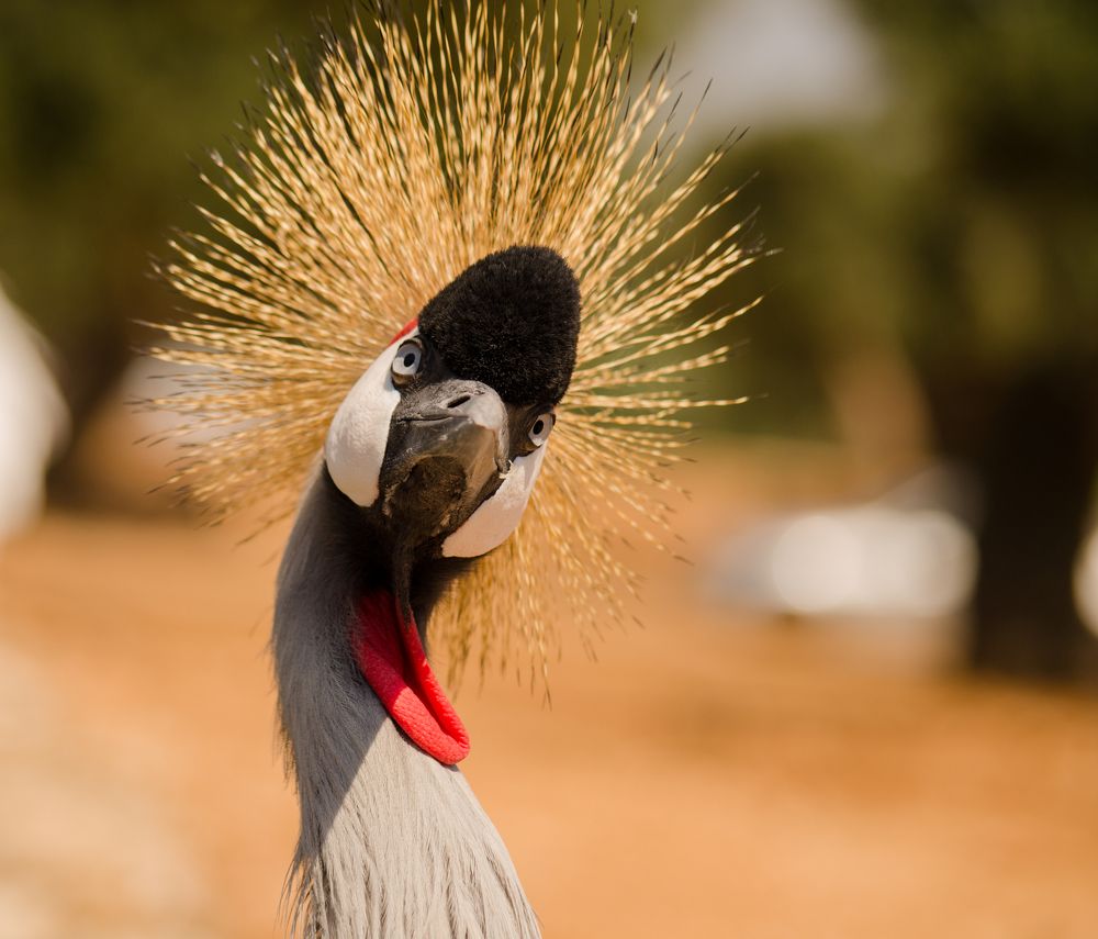 Black crowned crane