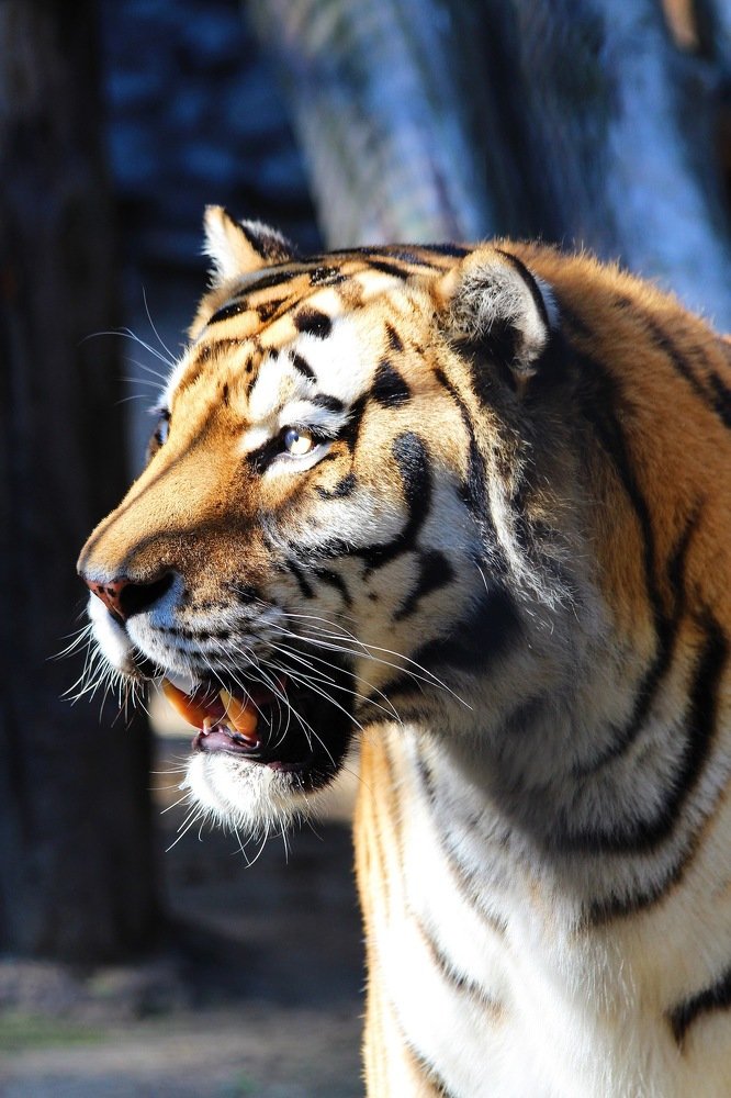 Амурский Тигр