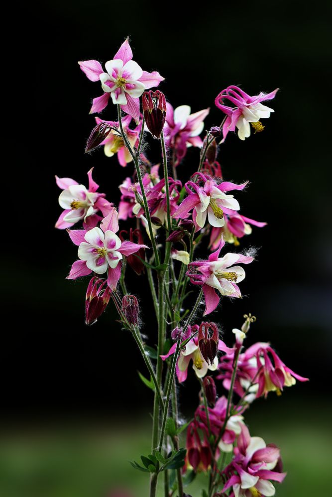 (Aquilegia)