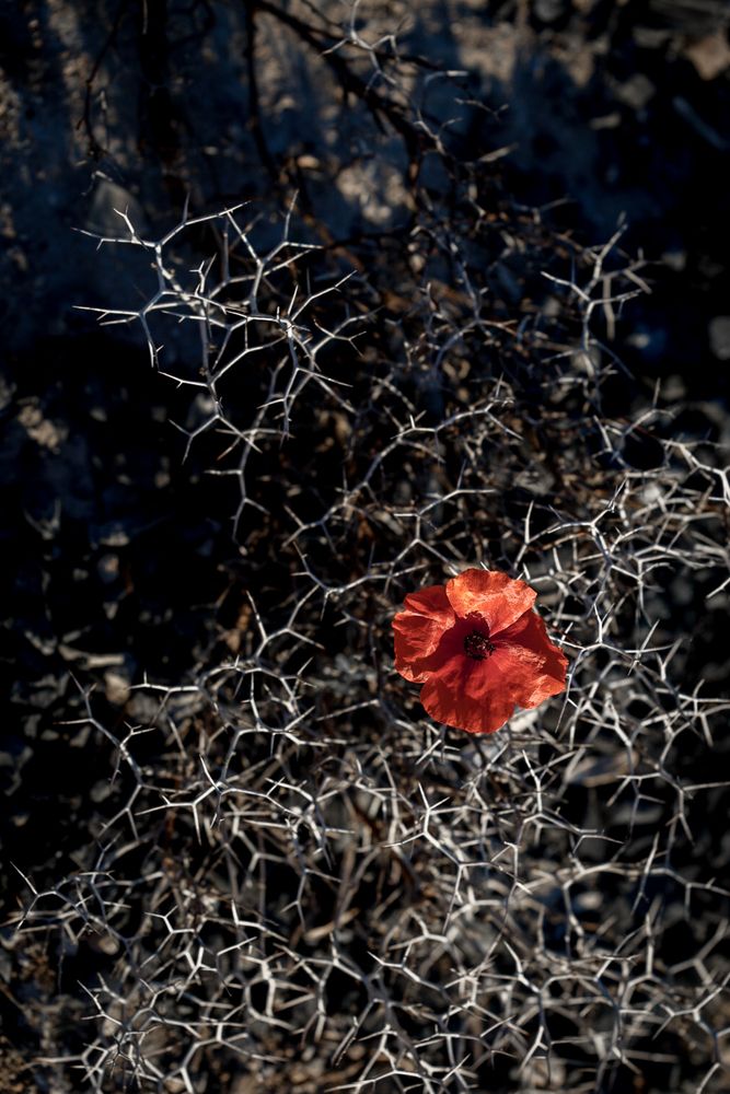 Photograph by Людмила Аксенова