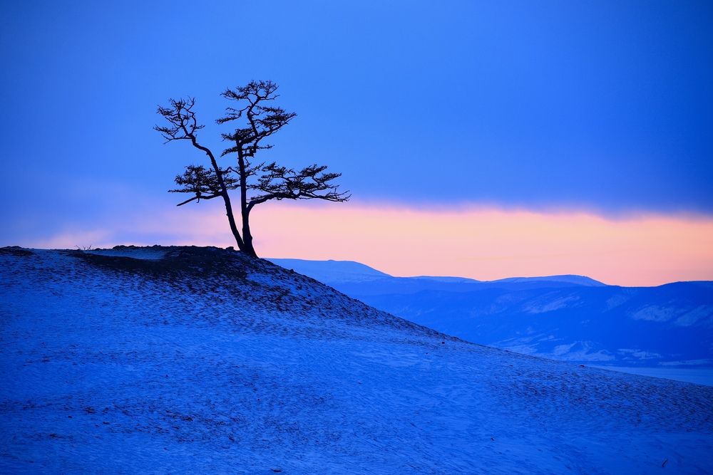 Single tree