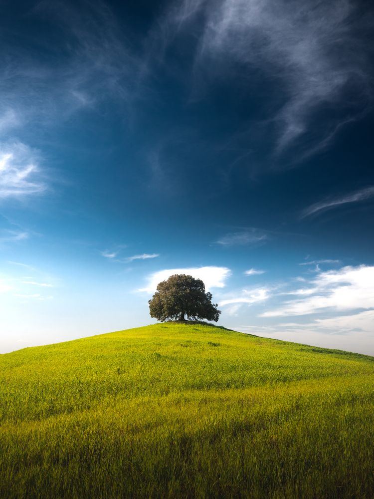 One tree