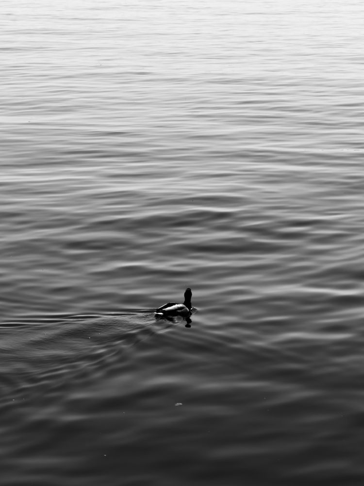 Photo #13650156