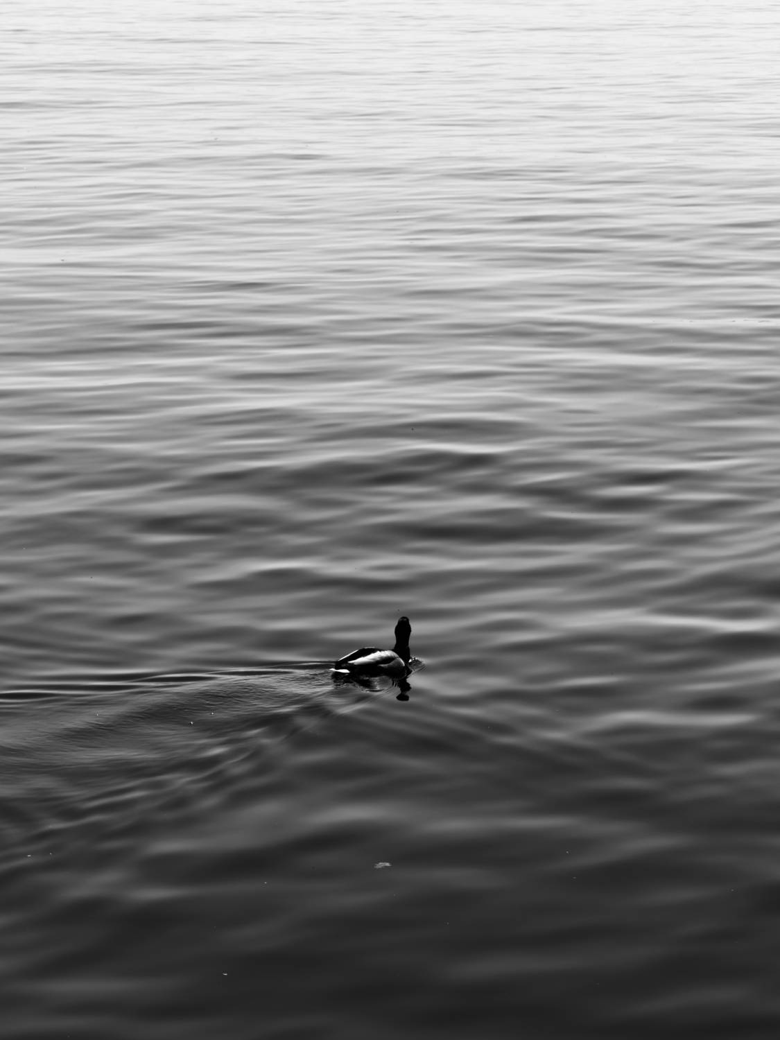 Photo #13650156
