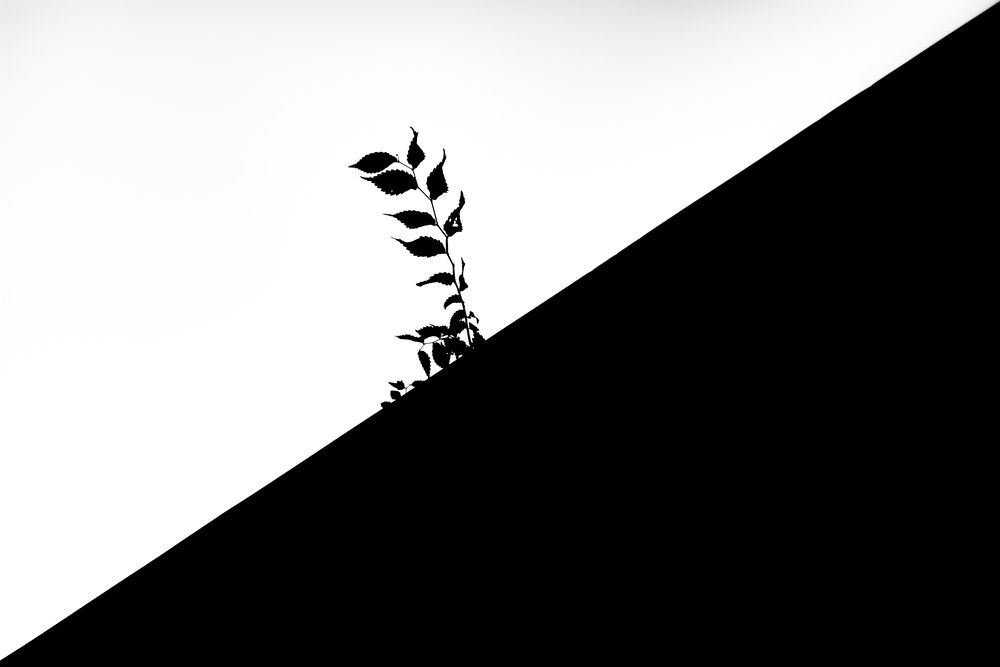 Shadow Sprout