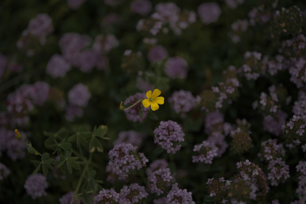 Photograph by Ikuta Hidenori