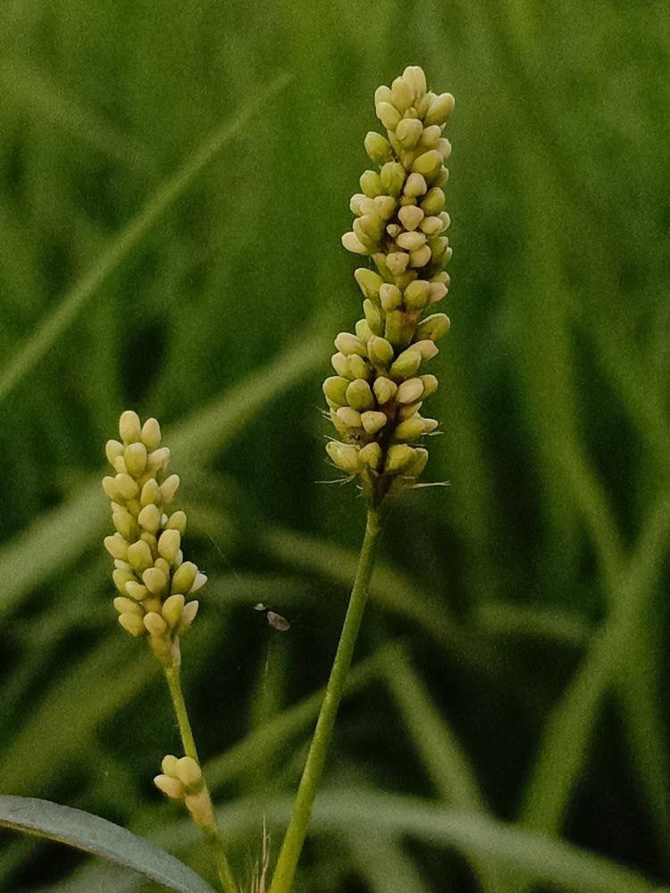 Nature\'s Tiny Beads.