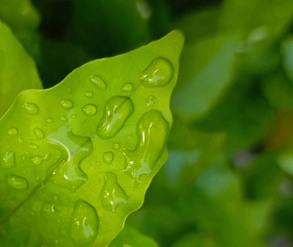 Nature\\\'s Tears.